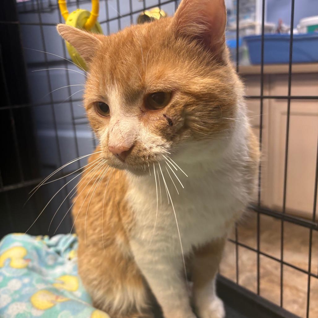 Enlarge Scar, a Adoptable Domestic Medium Hair in Tipton, IA image 2/2