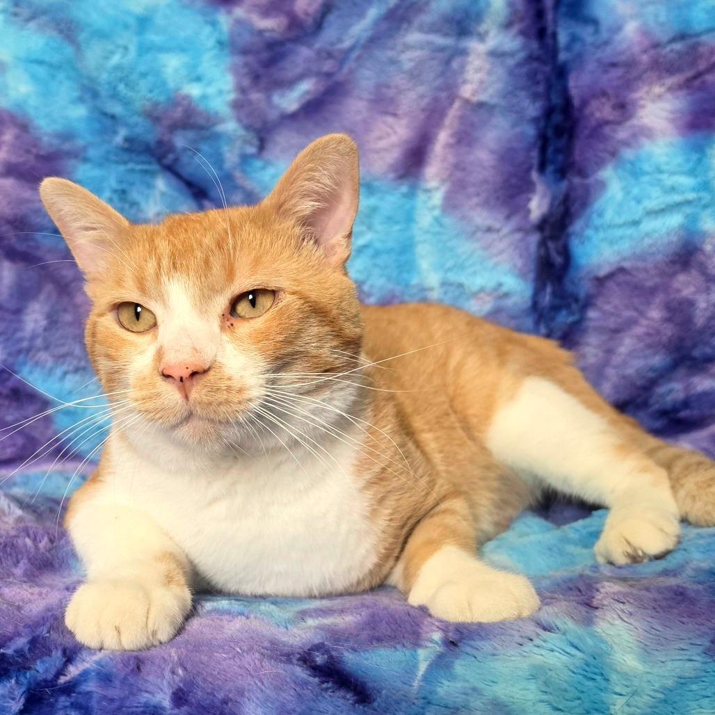 Enlarge Scar, a Adoptable Domestic Medium Hair in Tipton, IA image 2/2