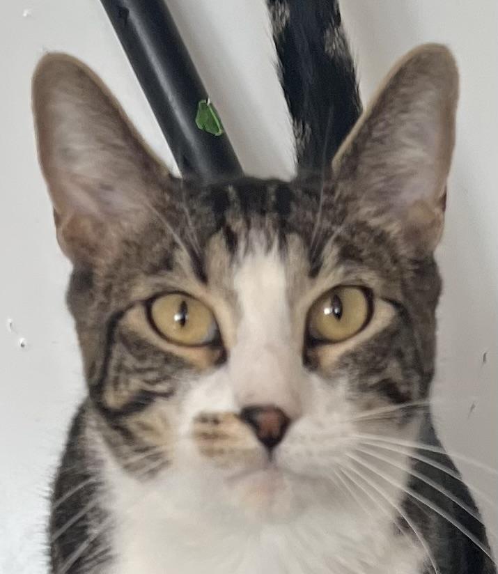 Woody, Adoptable, Adult Male Domestic Short Hair.