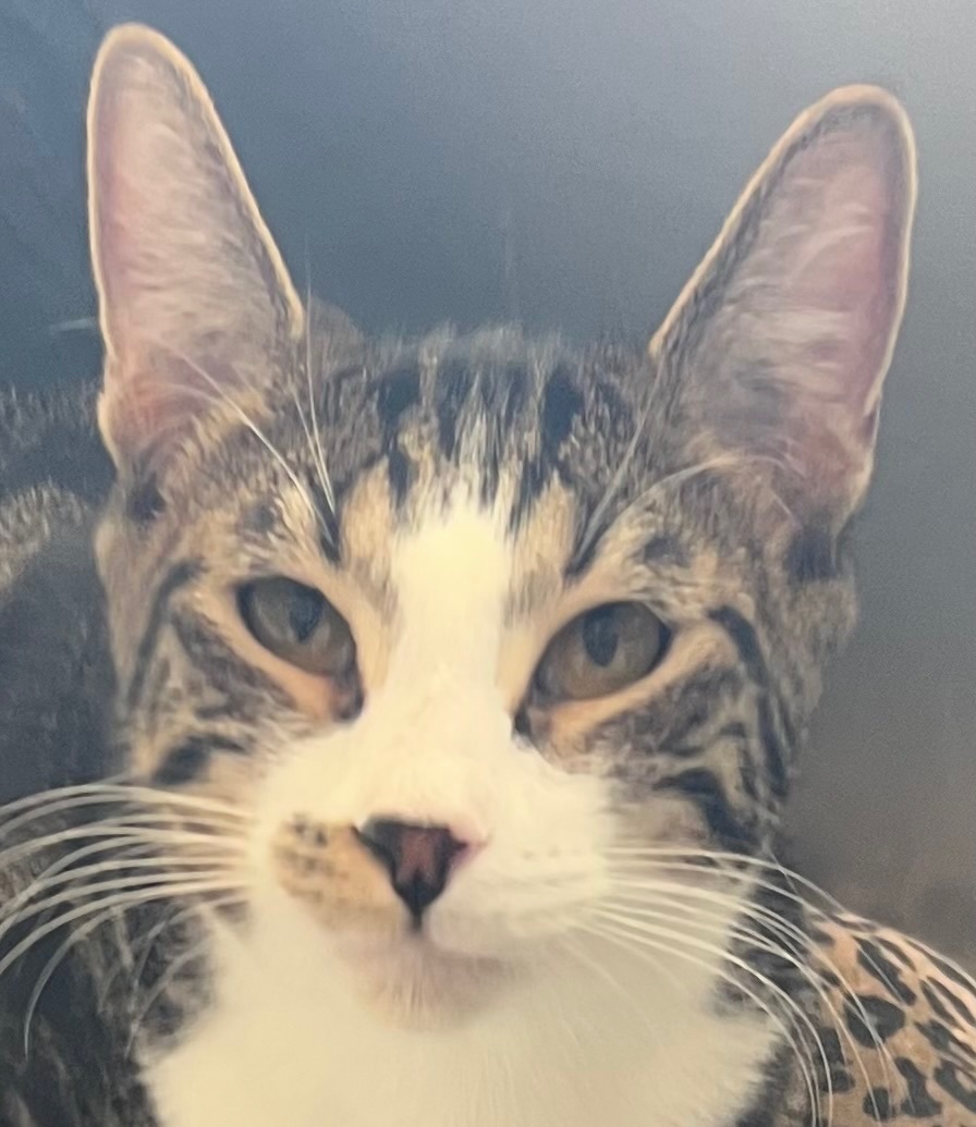 Woody, a Adoptable Domestic Short Hair in Independence, MO image 1/8