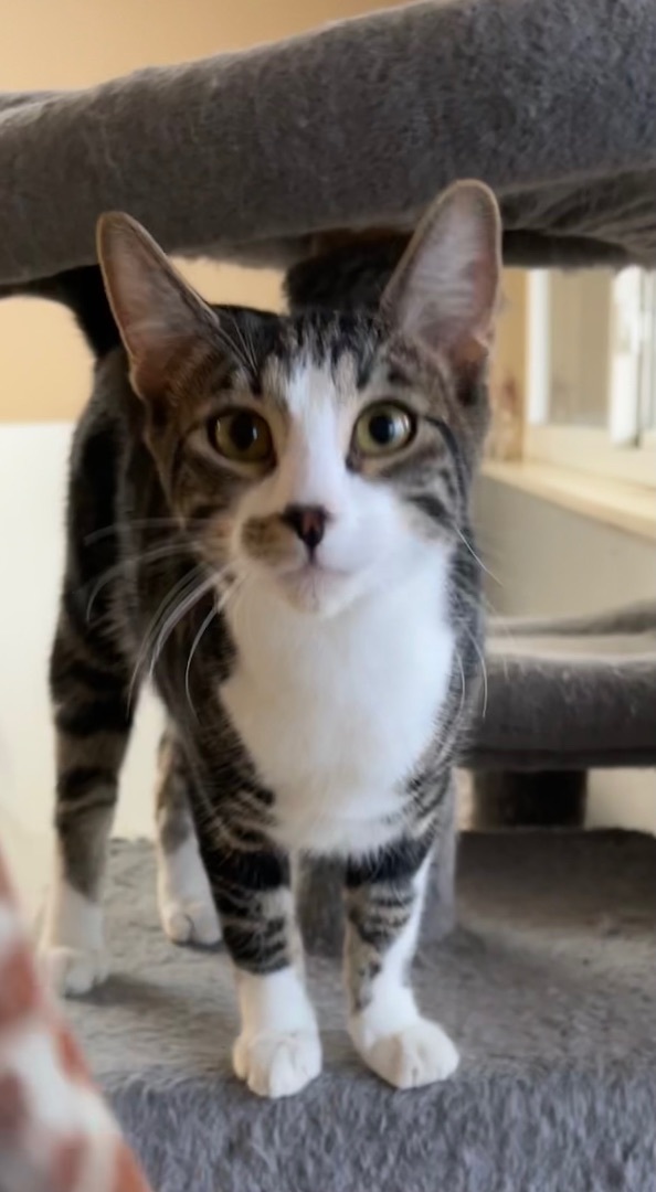 Woody, a Adoptable Domestic Short Hair in Independence, MO image 2/8