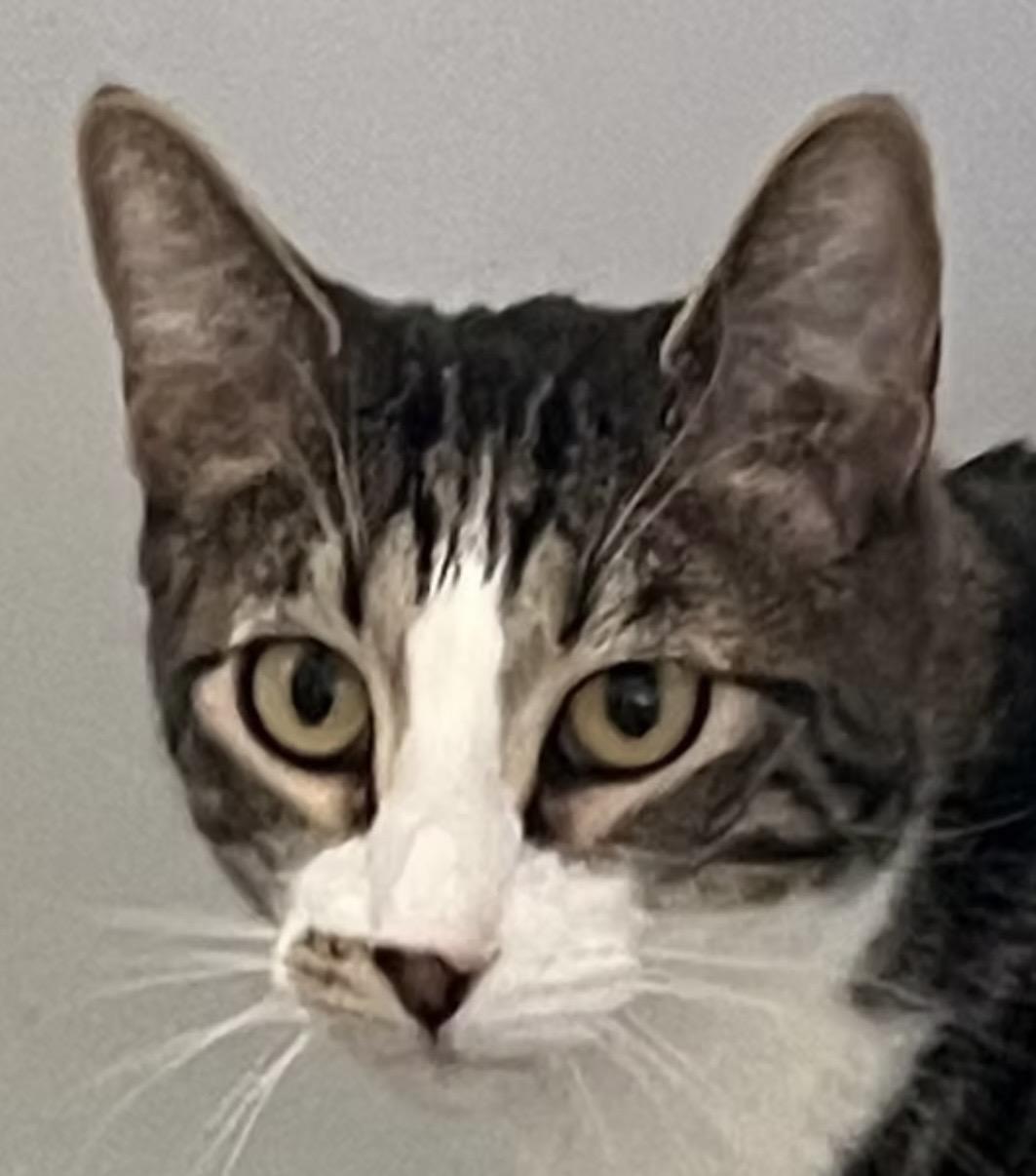 Woody, Adoptable, Adult Male Domestic Short Hair.