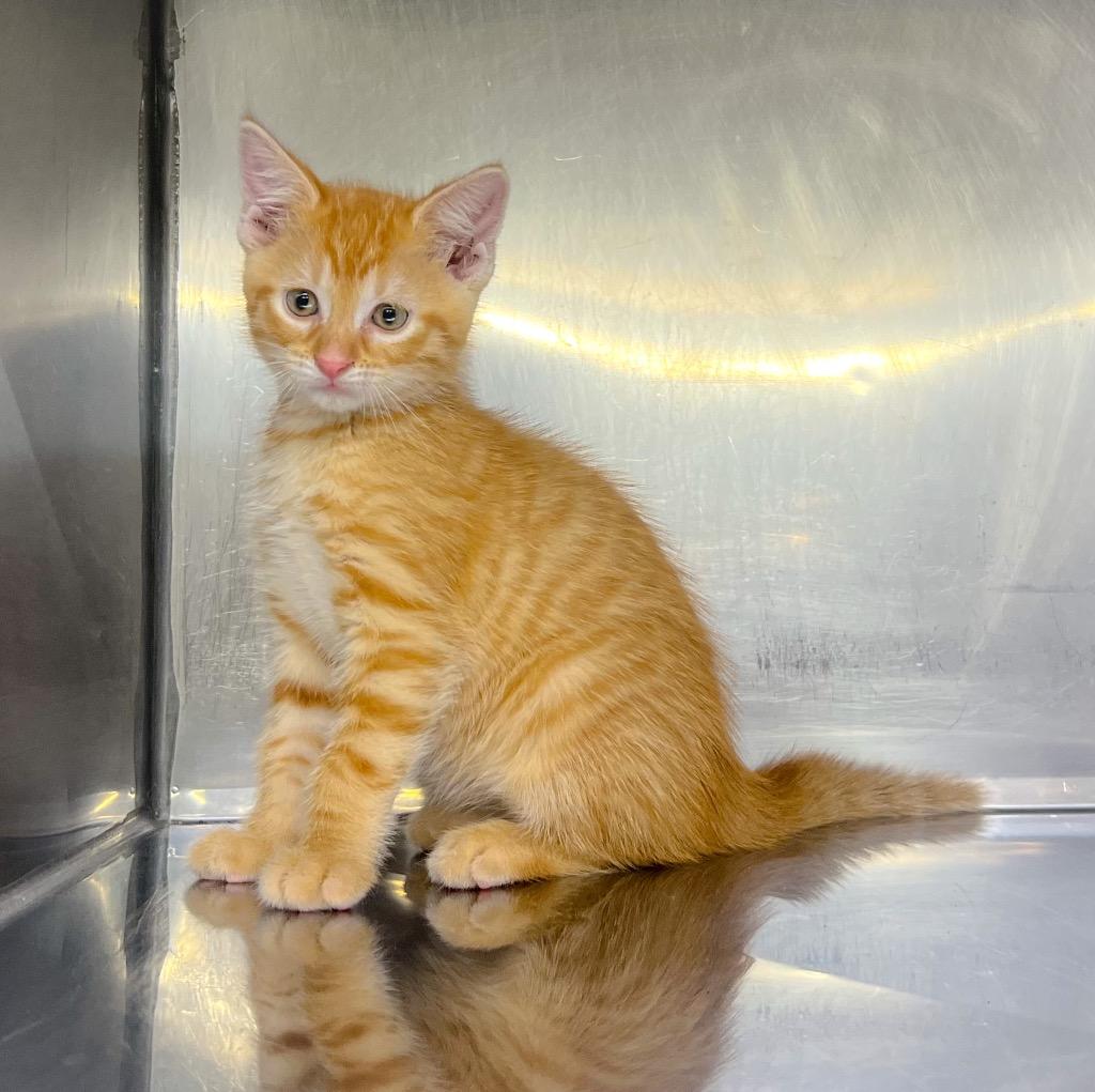 Logan, Adoptable, Kitten Male Domestic Short Hair.