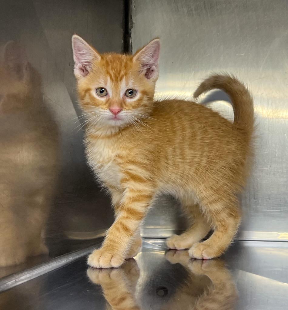 Logan, a Adoptable mixed breed in Murray, KY image 2/2