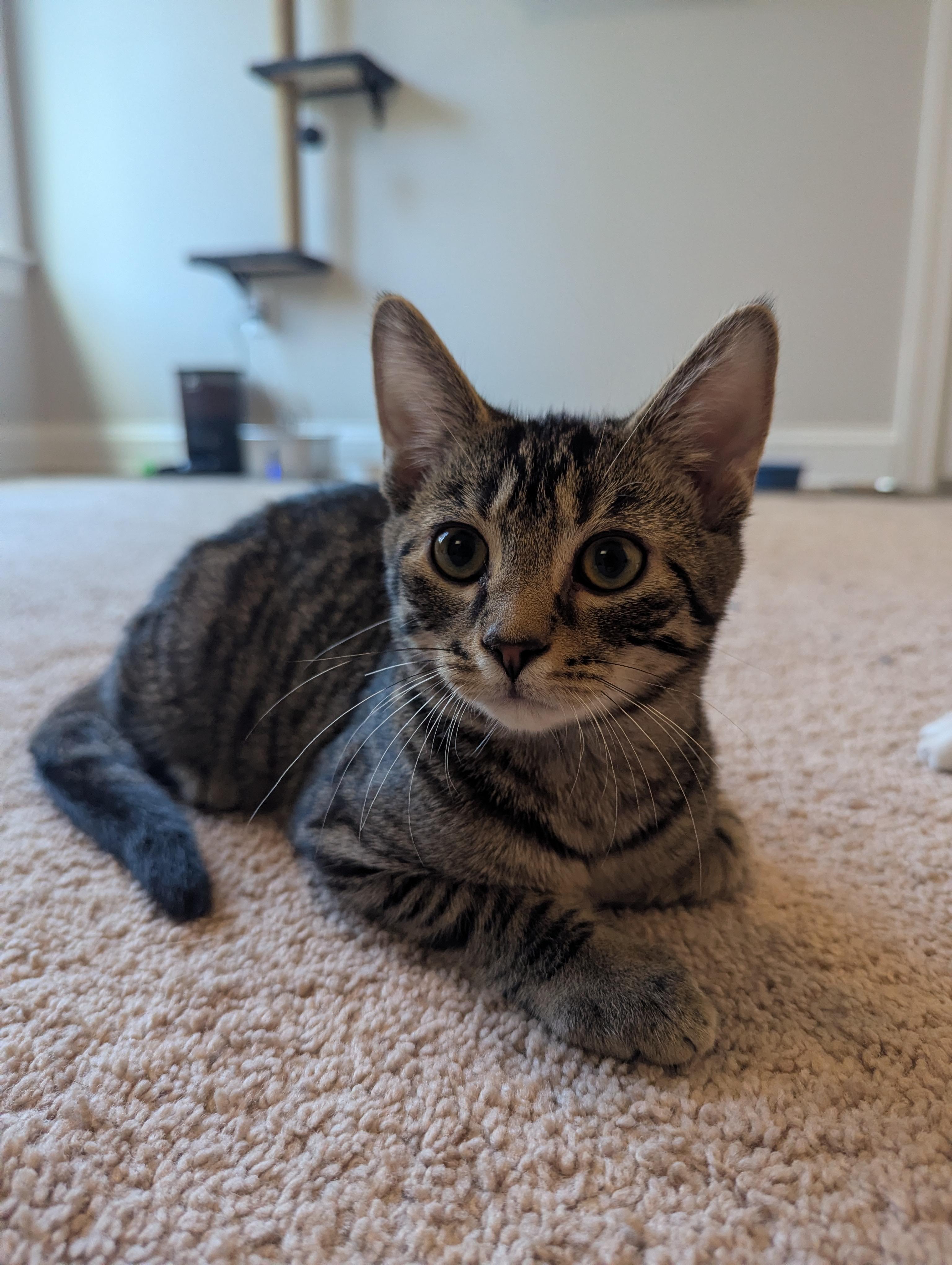 Woody, a Adoptable Tabby in lititz, PA image 2/4