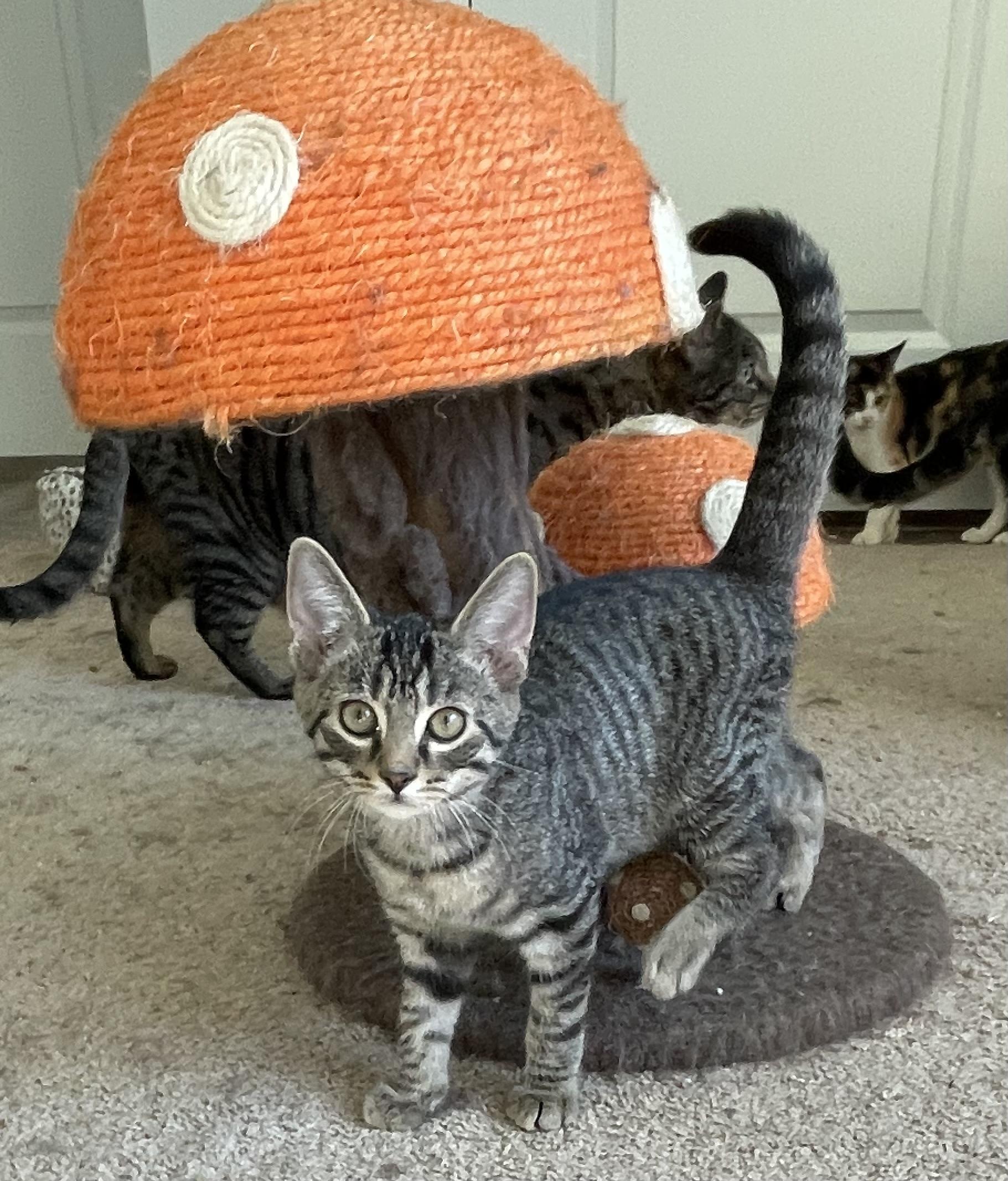 Woody, a Adoptable Tabby in lititz, PA image 1/4