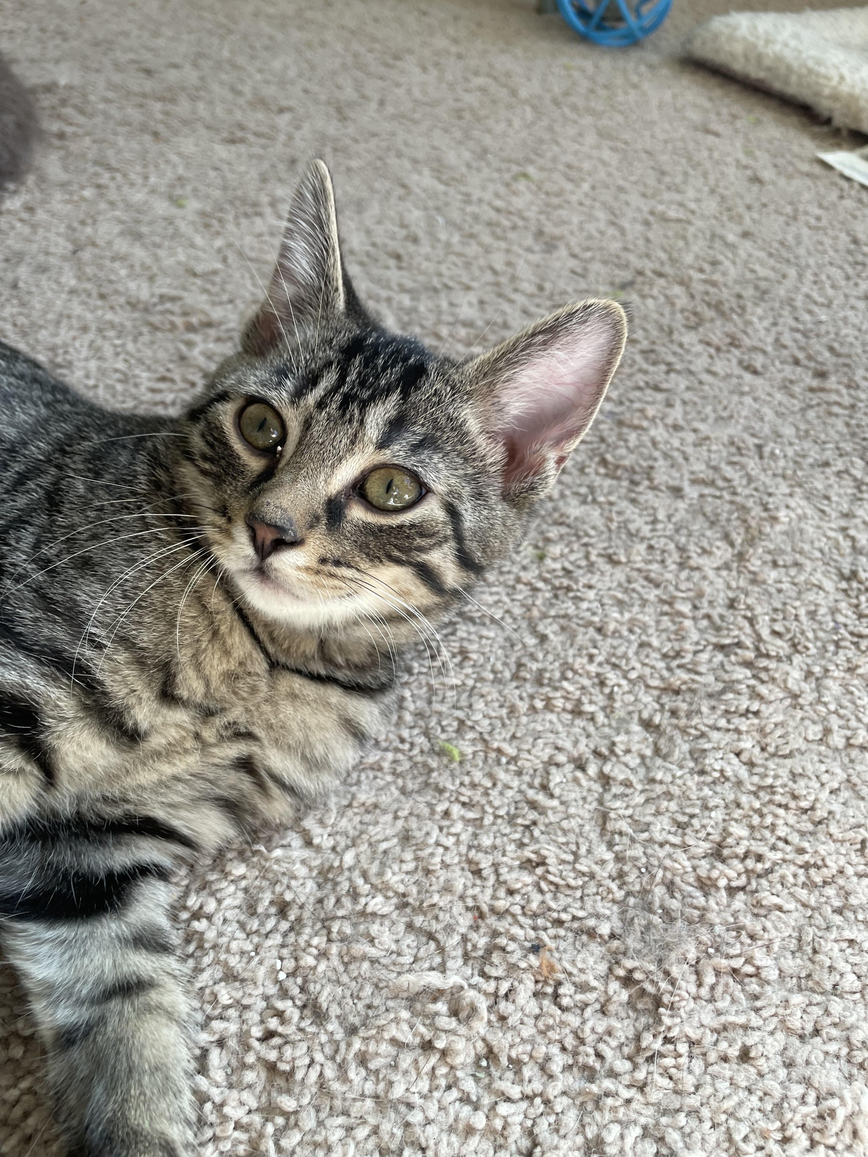 Woody, a Adoptable Tabby in lititz, PA image 3/4