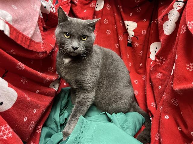 Enlarge GABRIEL, a Adoptable Domestic Short Hair in Winter Haven, FL image 1/1