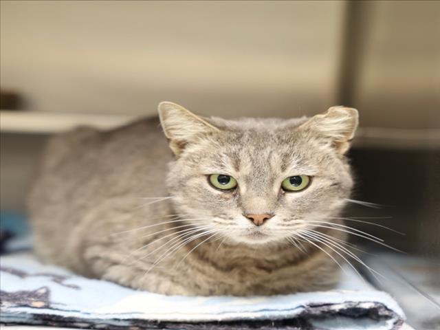 A513623, Adoptable, Adult Female Domestic Short Hair.