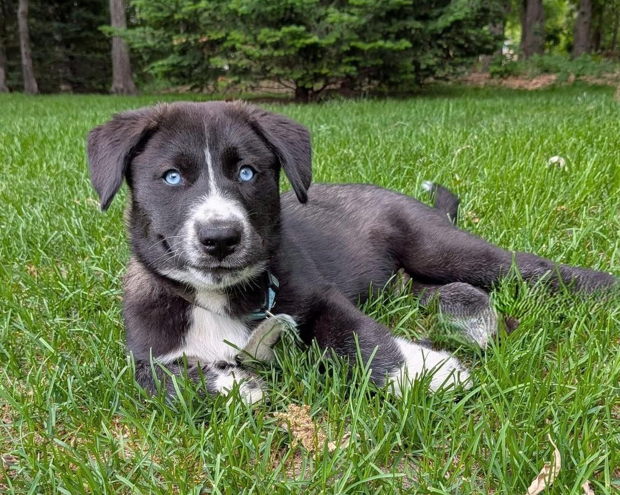 Enlarge Sleet, a Adoptable mixed breed in Minneapolis, MN image 2/5