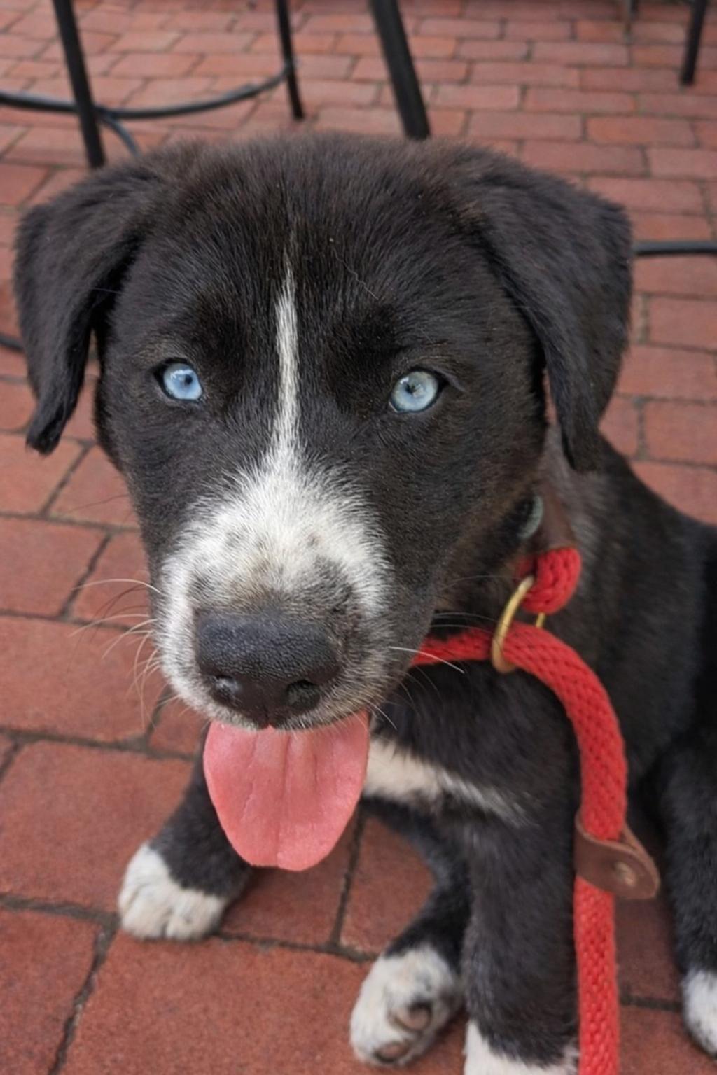 Sleet, Adoptable, Puppy Male Black Labrador Retriever & Husky.