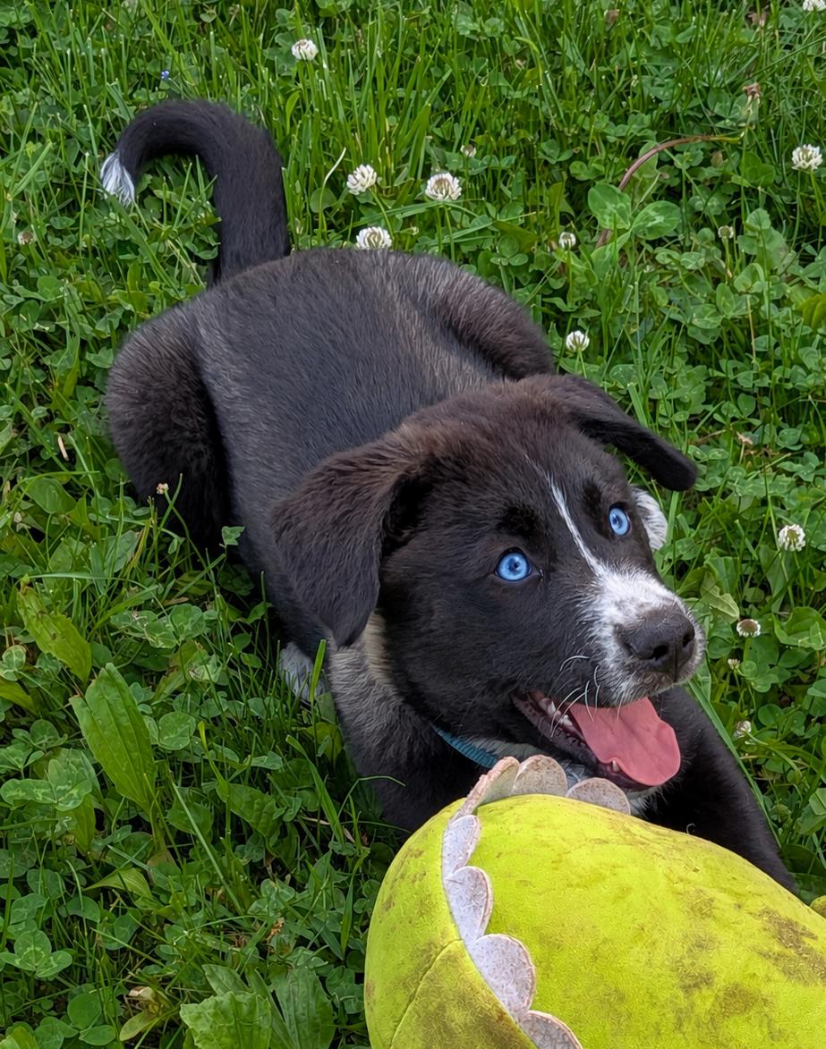 Enlarge Sleet, a Adoptable mixed breed in Minneapolis, MN image 3/5