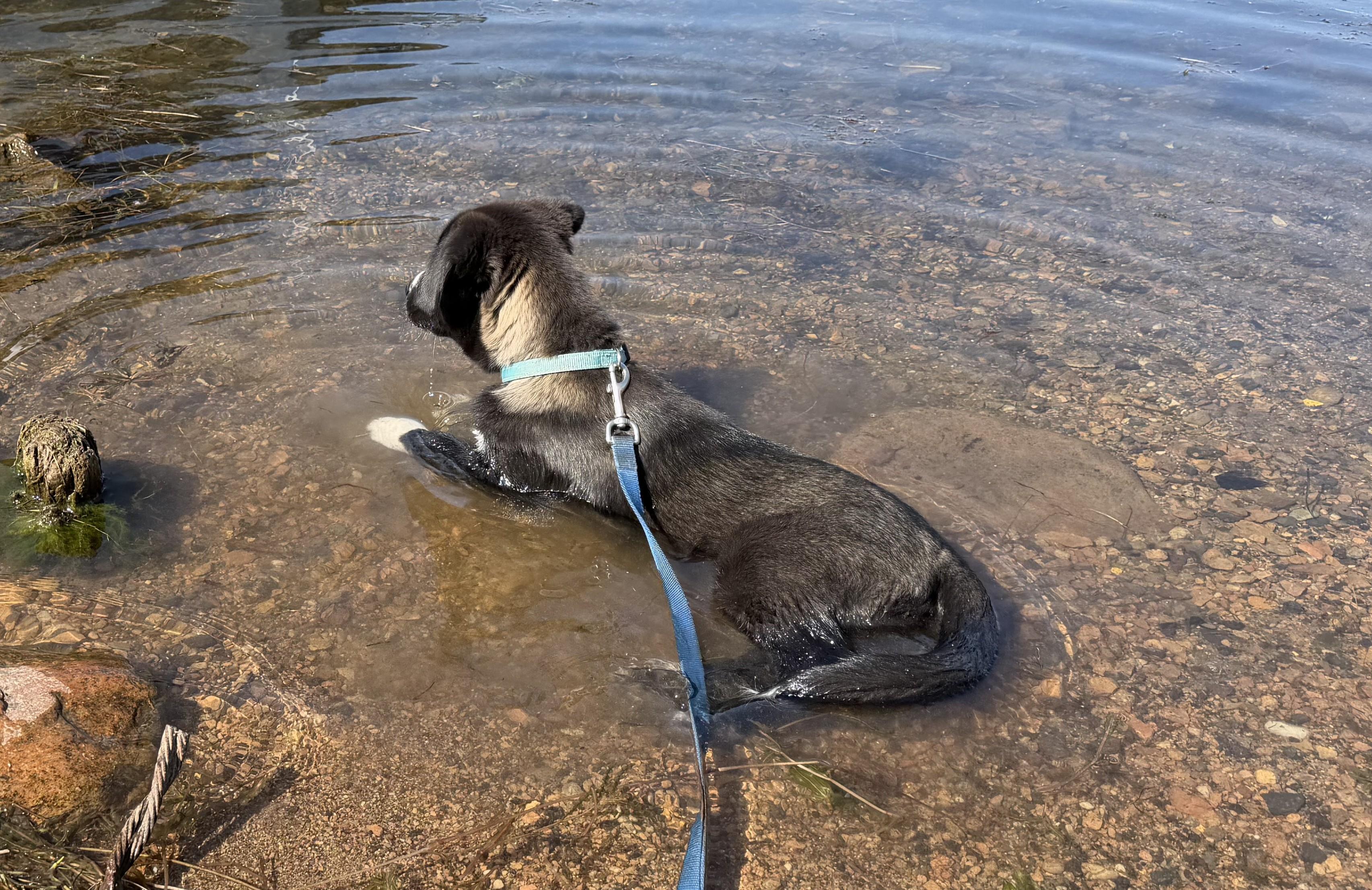 Enlarge Sleet - adopted, an adopted mixed breed in Minneapolis, MN image 6/6