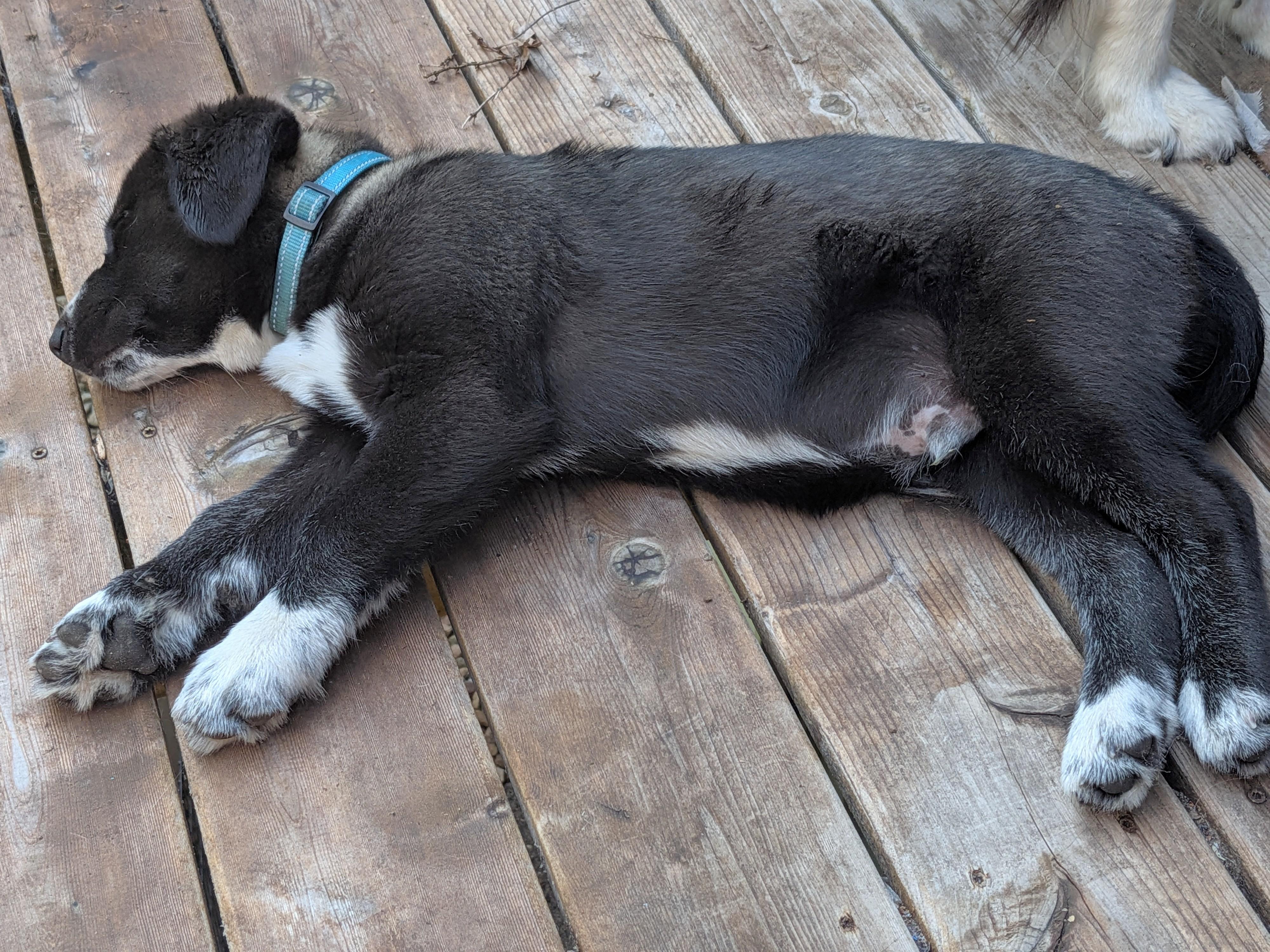 Enlarge Sleet, a Adoptable mixed breed in Minneapolis, MN image 4/5