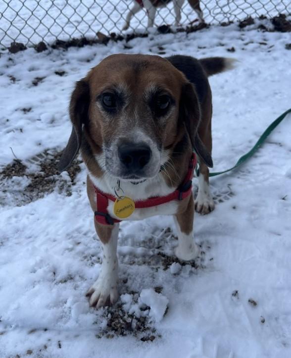 Enlarge Smokey - Arriving Soon!, a Adoptable Beagle in Grayslake, IL image 2/3