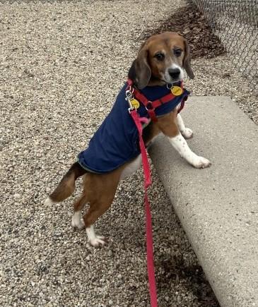 Enlarge Smokey - Arriving Soon!, a Adoptable Beagle in Grayslake, IL image 3/3