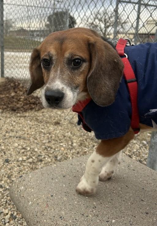 Enlarge Smokey - Arriving Soon!, a Adoptable Beagle in Grayslake, IL image 1/3