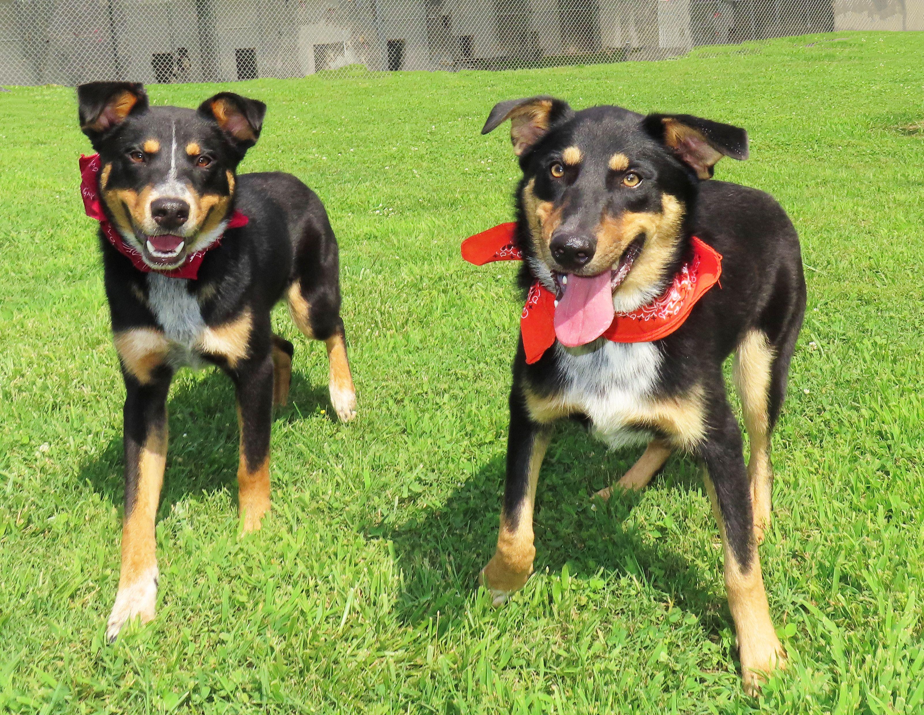 Enlarge Lewis 26C-145, a ADOPTABLE mixed breed in Rogers, AR image 5/5