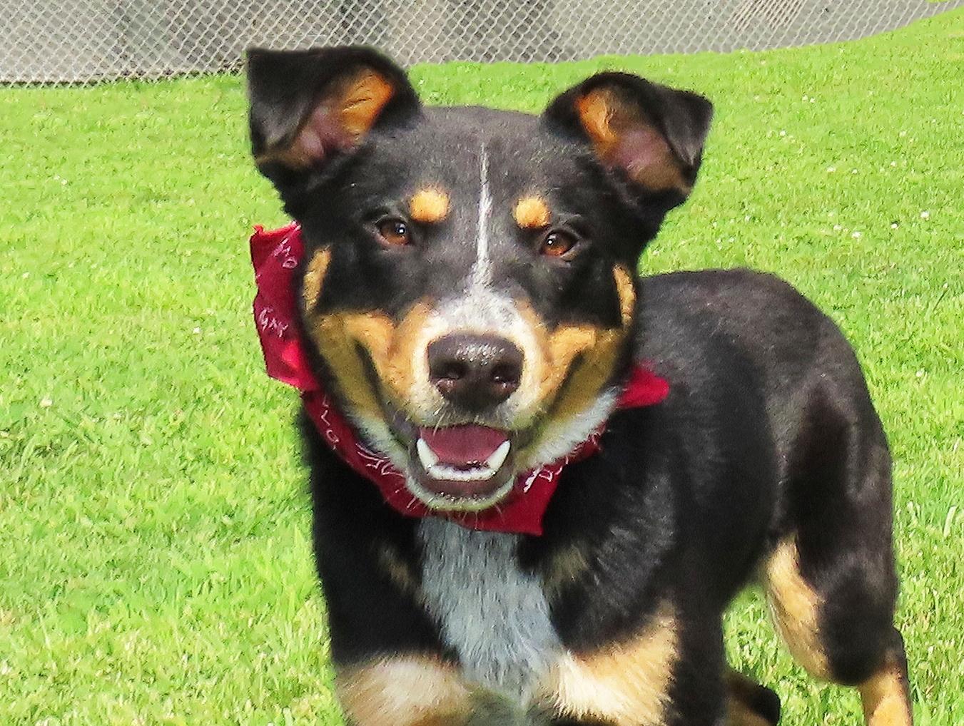 Lewis 26C-145, ADOPTABLE, Puppy Male Australian Shepherd & Australian Kelpie.