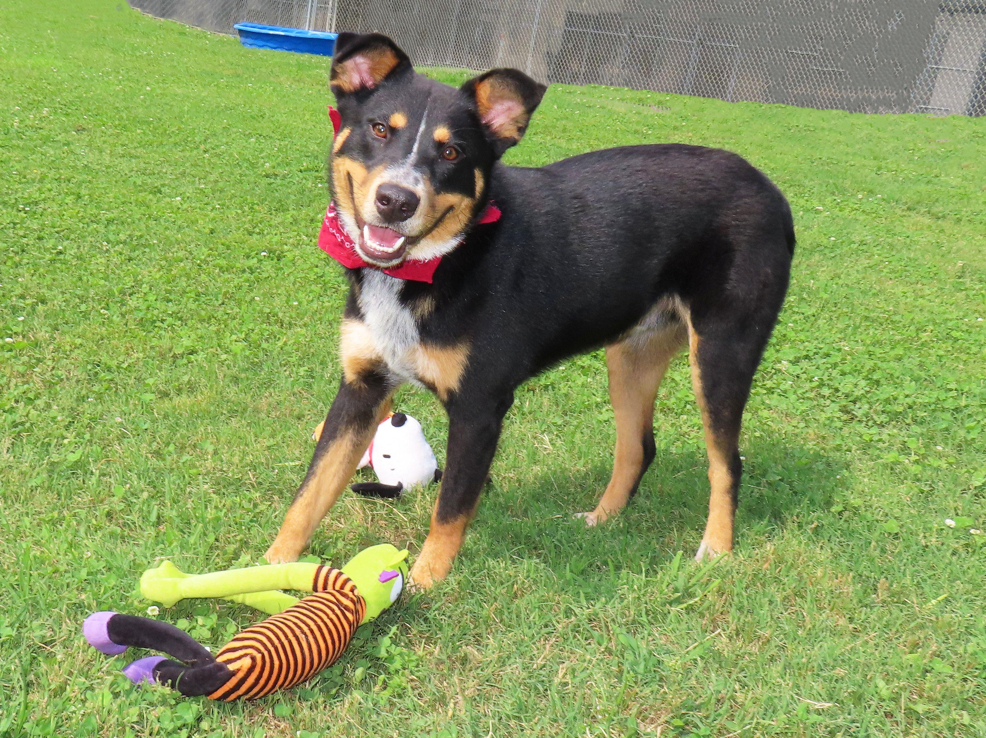 Enlarge Lewis 26C-145, a ADOPTABLE mixed breed in Rogers, AR image 4/5