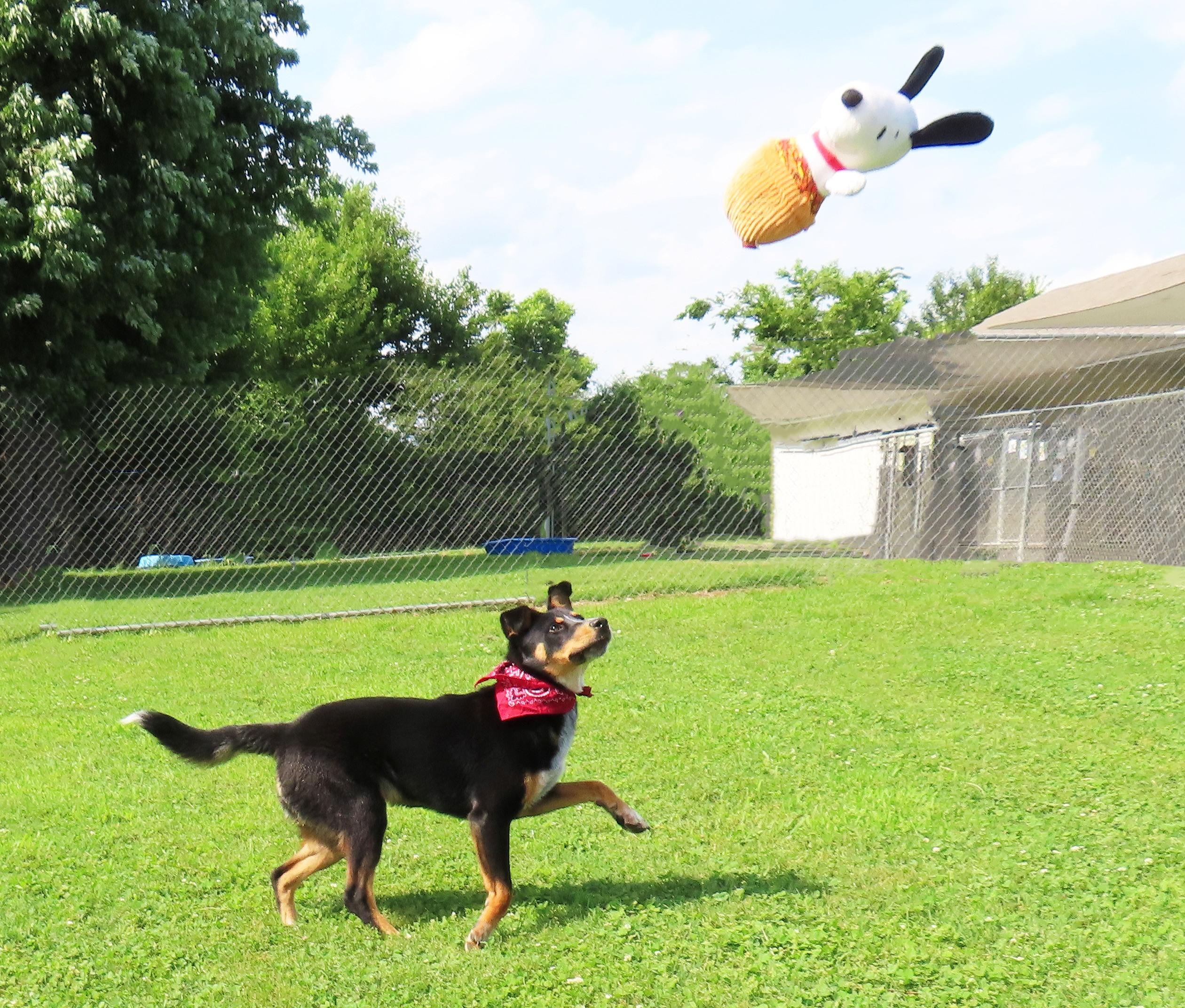 Enlarge Lewis 26C-145, a ADOPTABLE mixed breed in Rogers, AR image 3/5