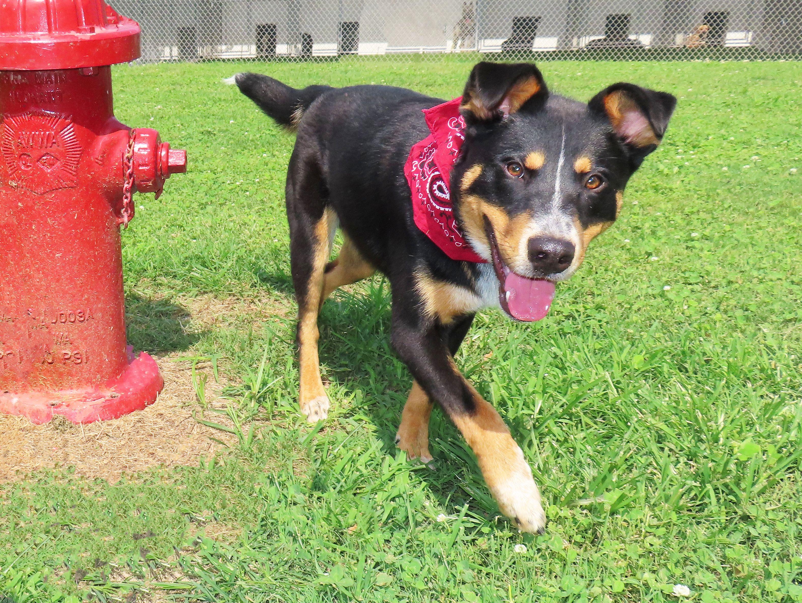 Enlarge Lewis 26C-145, a ADOPTABLE mixed breed in Rogers, AR image 2/5