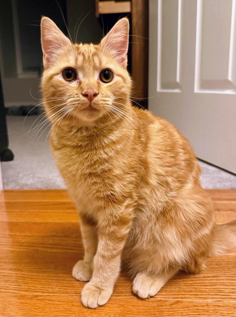 Beaker, Adoptable, Young Male Domestic Short Hair.