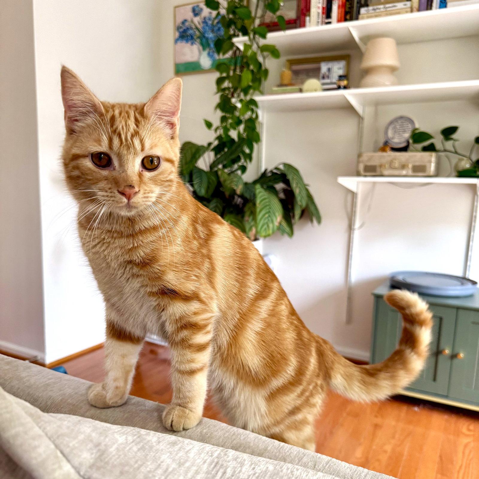 Beaker, a Adoptable Domestic Short Hair in Reston, VA image 2/3