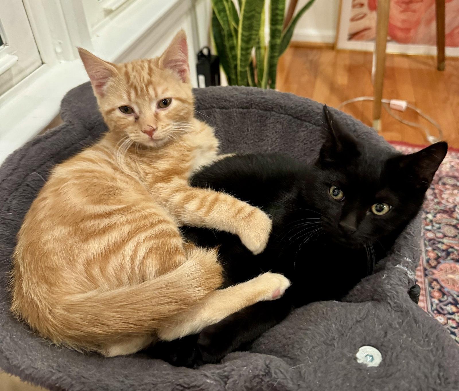 Beaker, a Adoptable Domestic Short Hair in Reston, VA image 3/3