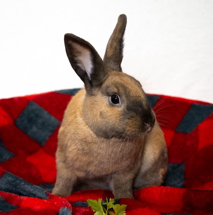 Giddy Up, Adoptable, Adult Male Cinnamon.