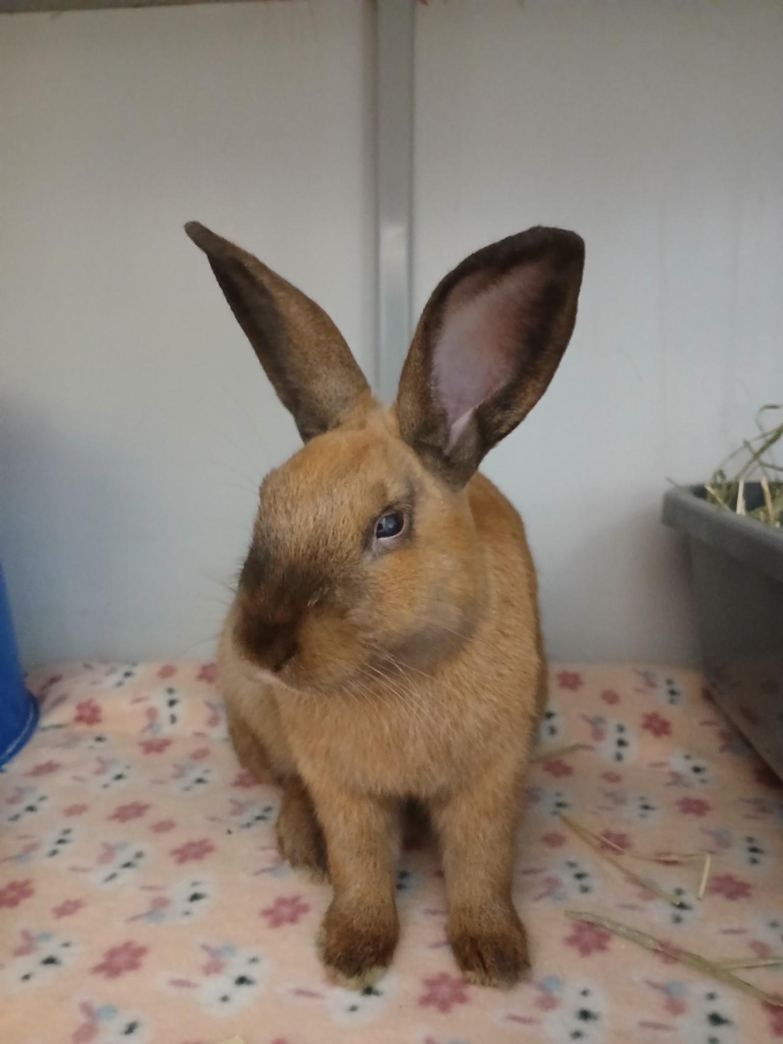 Giddy Up, a Adoptable Cinnamon in Chicago, IL image 1/2