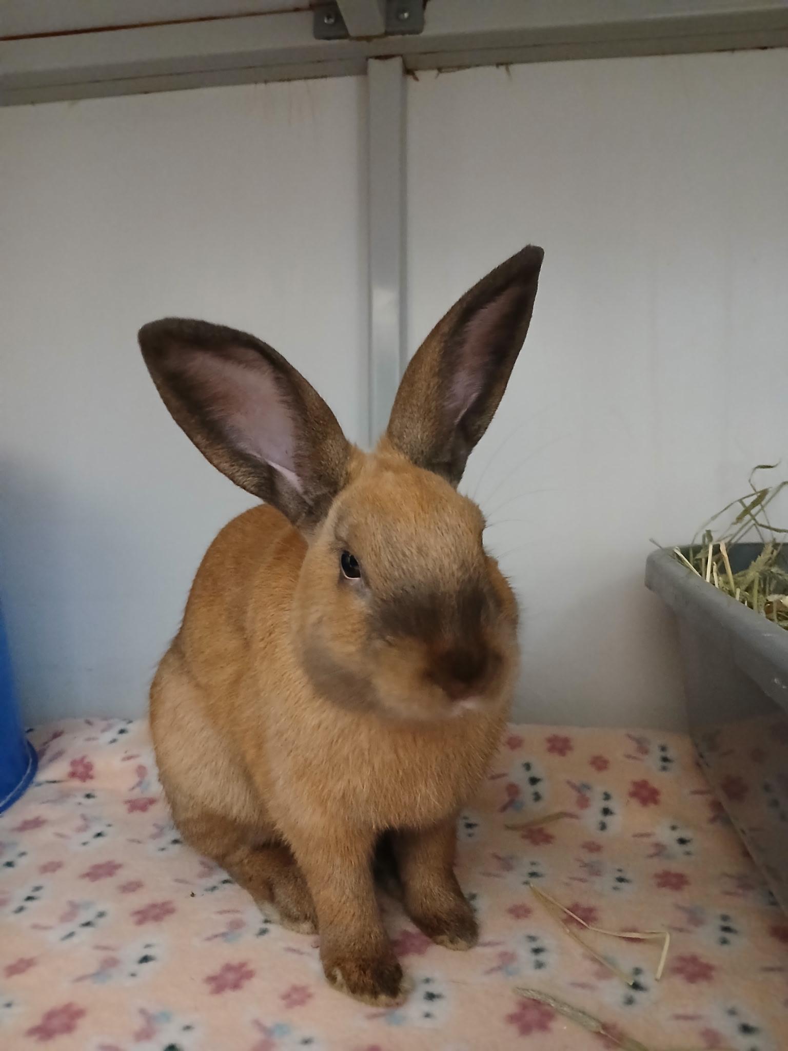 Giddy Up, a Adoptable Cinnamon in Chicago, IL image 2/2