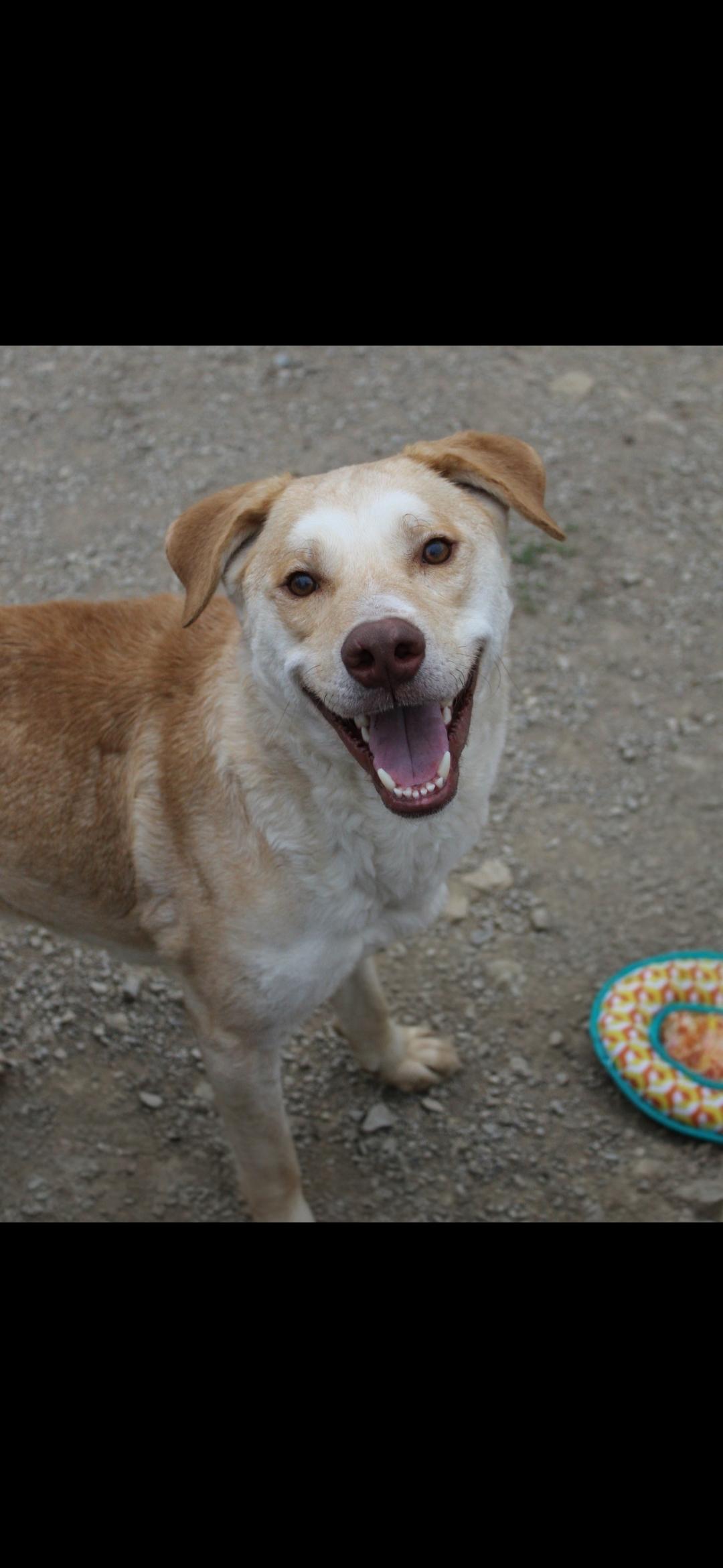 Chase, ADOPTABLE, Young Male Yellow Labrador Retriever.