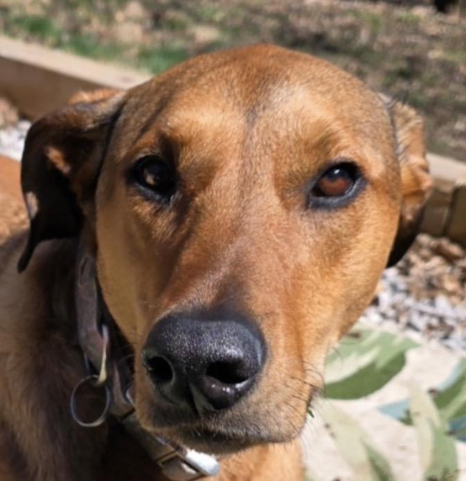 Freya, ADOPTABLE, Adult Female Great Pyrenees & Doberman Pinscher.
