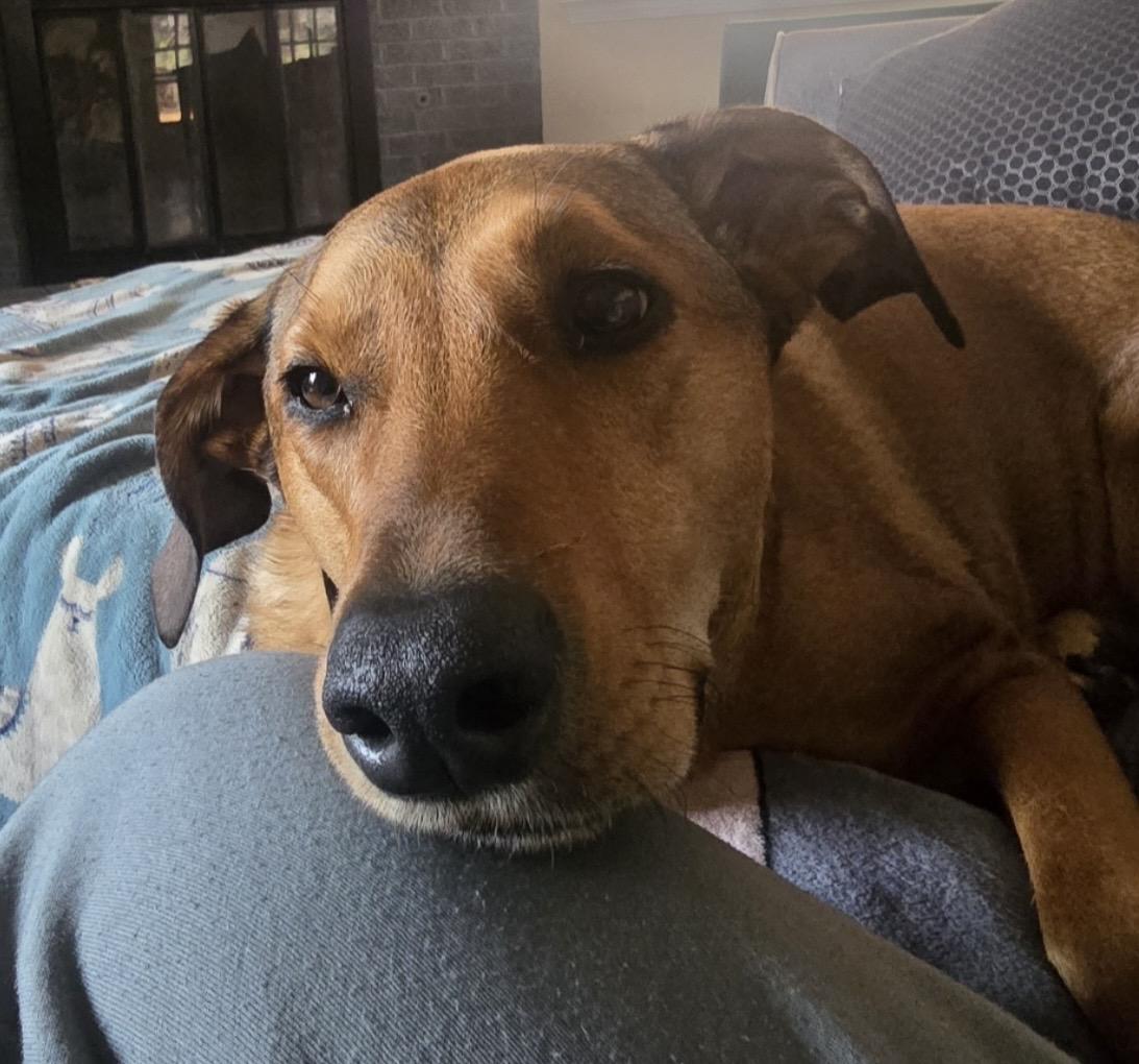 Enlarge Freya, a ADOPTABLE mixed breed in Independence, MO image 5/6