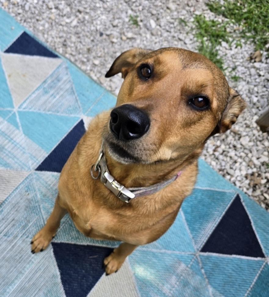 Enlarge Freya, a ADOPTABLE mixed breed in Independence, MO image 3/6