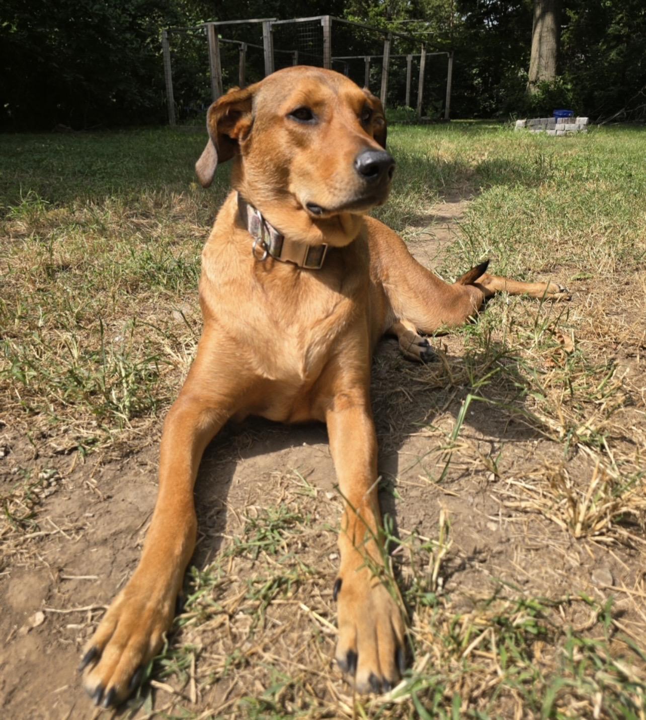 Enlarge Freya, a ADOPTABLE mixed breed in Independence, MO image 2/6