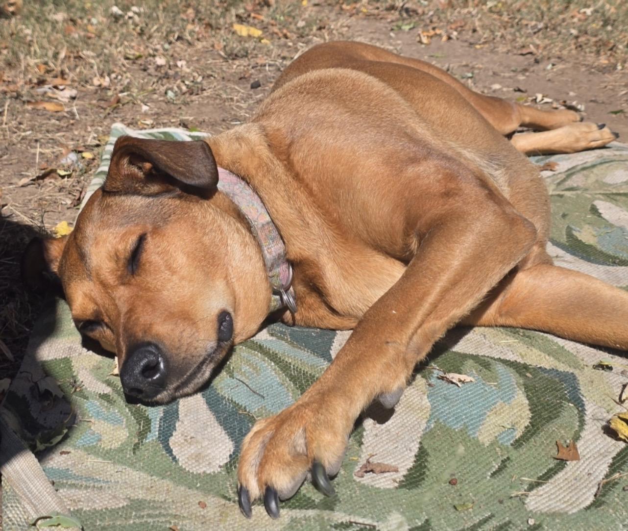 Enlarge Freya, a ADOPTABLE mixed breed in Independence, MO image 6/6