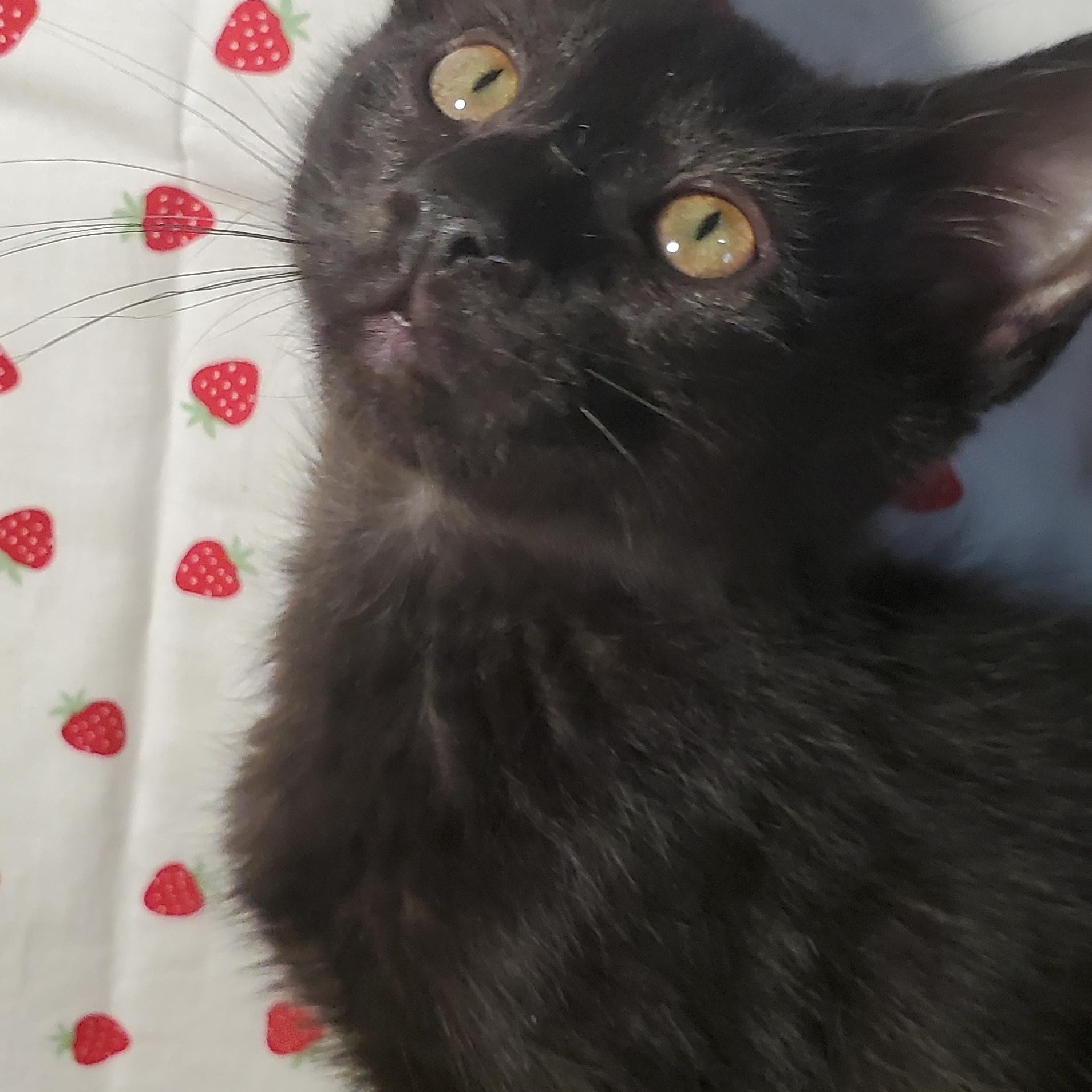 Coach, ADOPTABLE, Kitten Male Domestic Short Hair.
