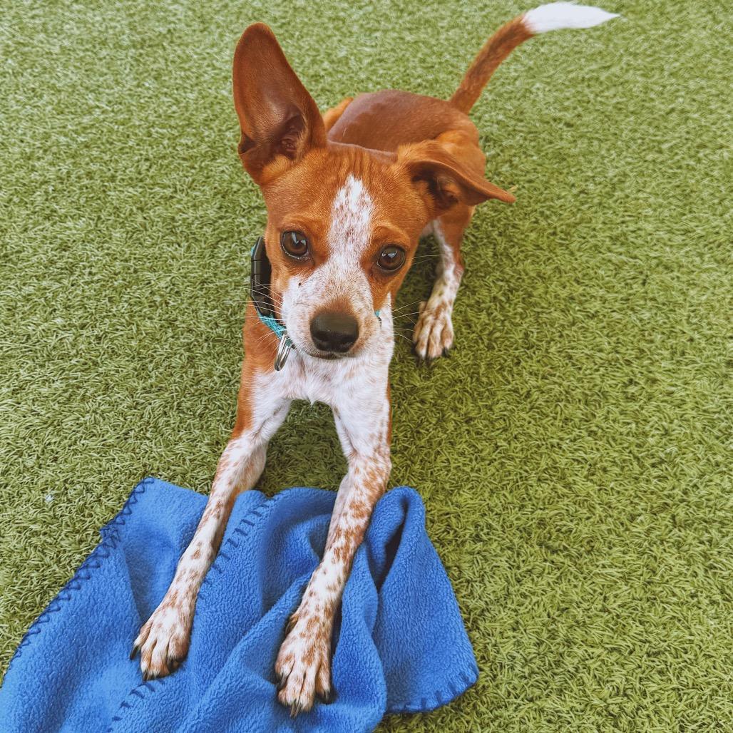 Enlarge Buster, a ADOPTABLE mixed breed in Hays, KS image 3/6