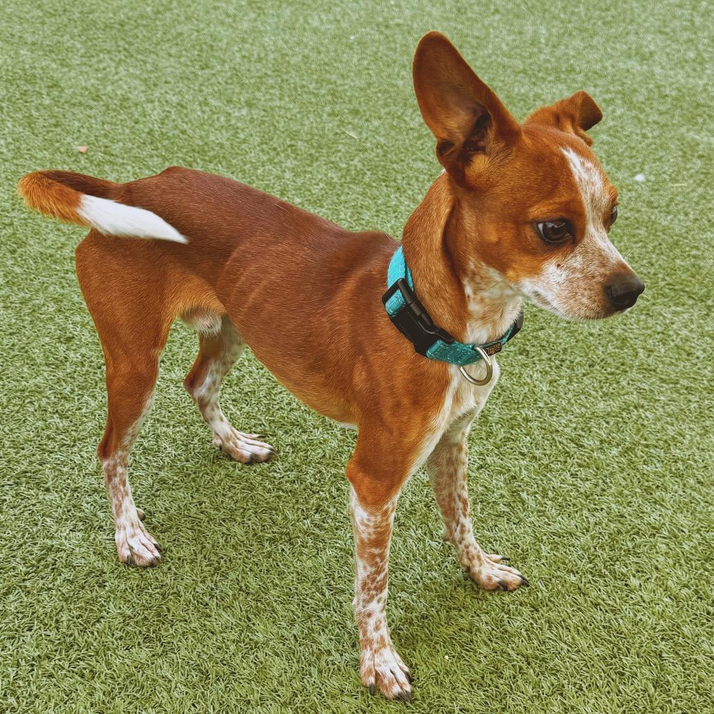Enlarge Buster, a ADOPTABLE mixed breed in Hays, KS image 4/6