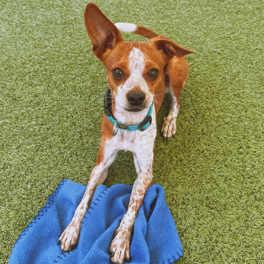 Enlarge Buster, a ADOPTABLE mixed breed in Hays, KS image 5/6