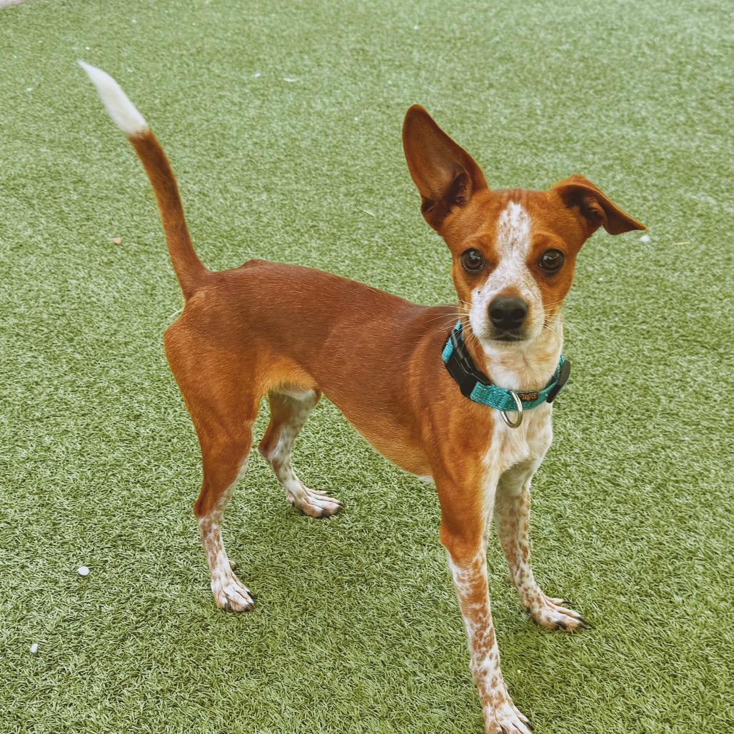 Enlarge Buster, a ADOPTABLE mixed breed in Hays, KS image 2/6