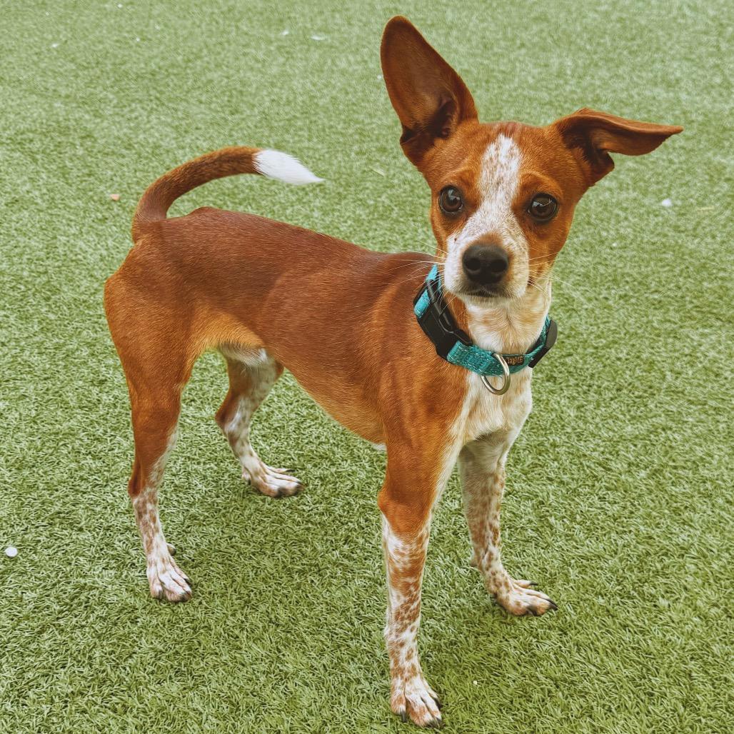 Buster, ADOPTABLE, Adult Male Chihuahua.