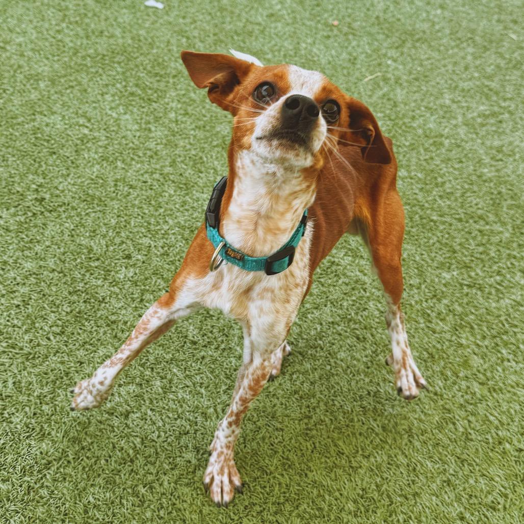 Enlarge Buster, a ADOPTABLE mixed breed in Hays, KS image 6/6