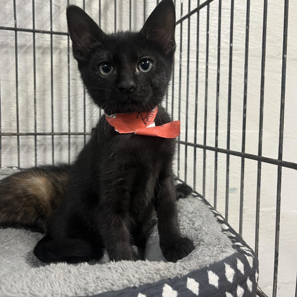 Puma, Adoptable, Kitten Male Domestic Short Hair.