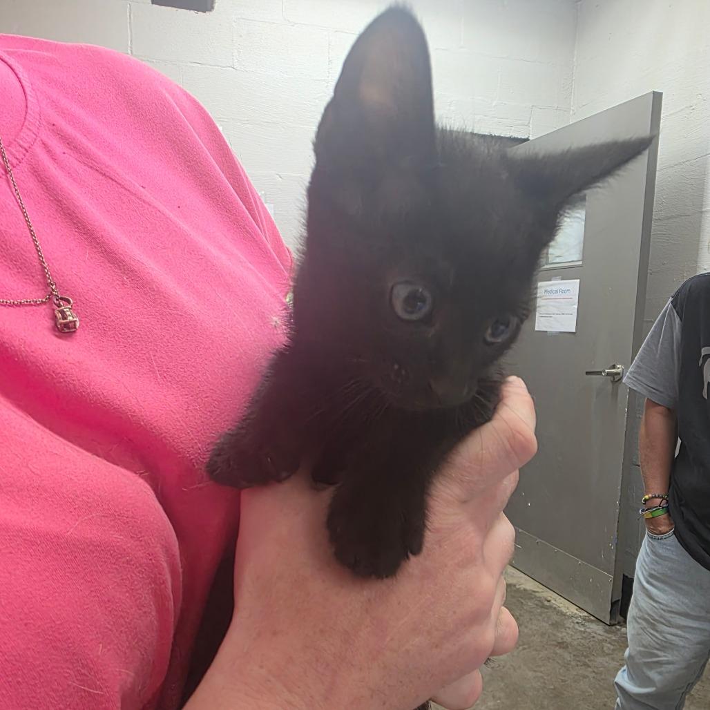 Enlarge Puma, a Adoptable Domestic Short Hair in Clanton, AL image 2/2