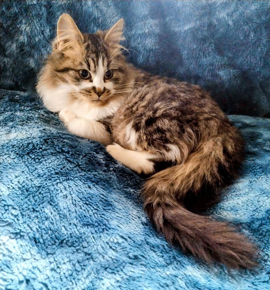 Enlarge Muffin (LF), an adopted Domestic Long Hair in Huddleston, VA image 4/5