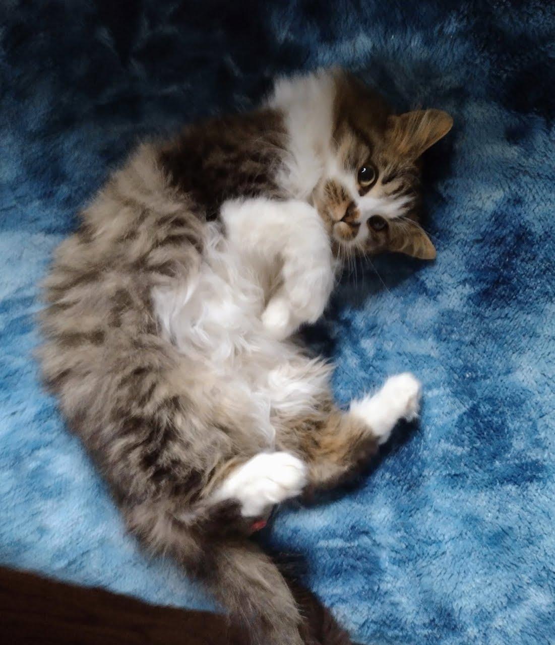 Enlarge Muffin (LF), an adopted Domestic Long Hair in Huddleston, VA image 3/5