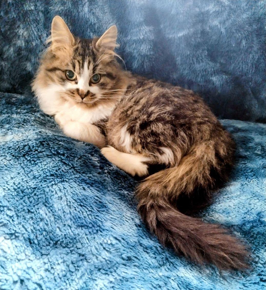 Enlarge Muffin (LF), an adopted Domestic Long Hair in Huddleston, VA image 1/5